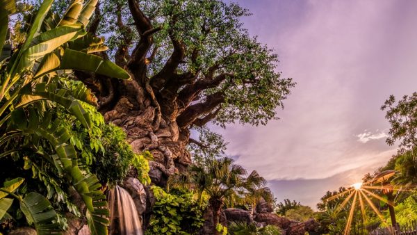 Disney's Animal Kingdom Park Extra Magic Hours Adjusted for New Years Week