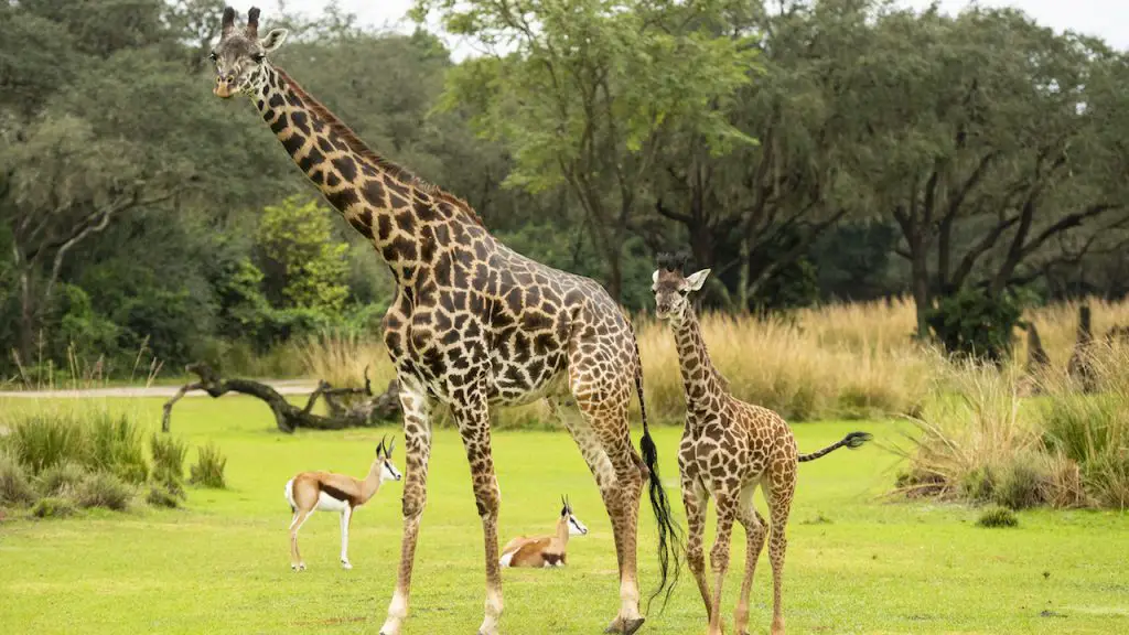 Meet Amira, the Newest Giraffe Calf at Disney’s Animal Kingdom!