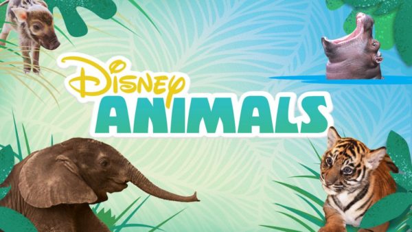 New Disney Animal Videos Featured on the DisneyNOW App