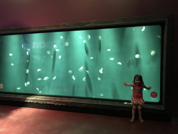 Discover the Fun of Sea Life Aquarium Orlando