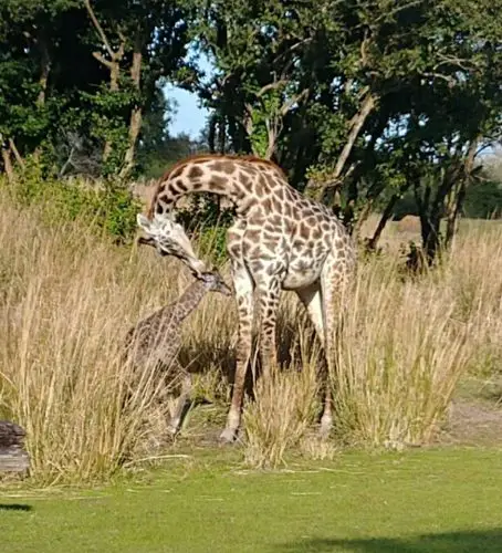 baby giraffe born at Animal Kingdom