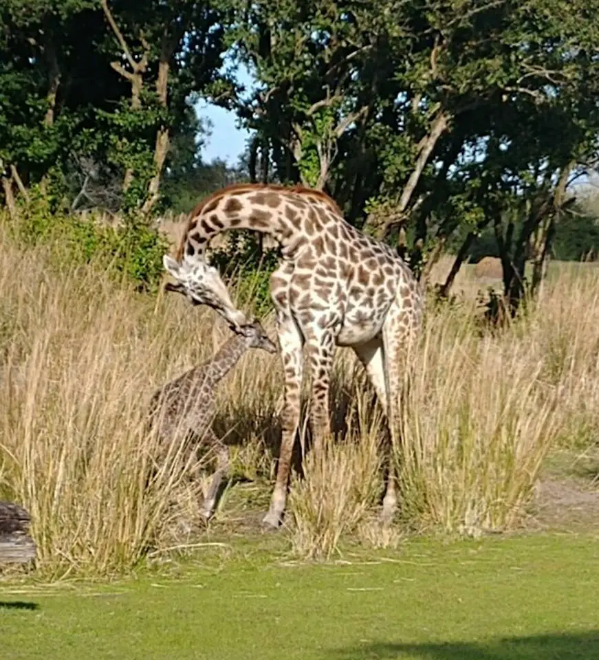 DISNEY BABY NEWS: Baby Giraffe Born Today at Disney’s Animal Kingdom Theme Park