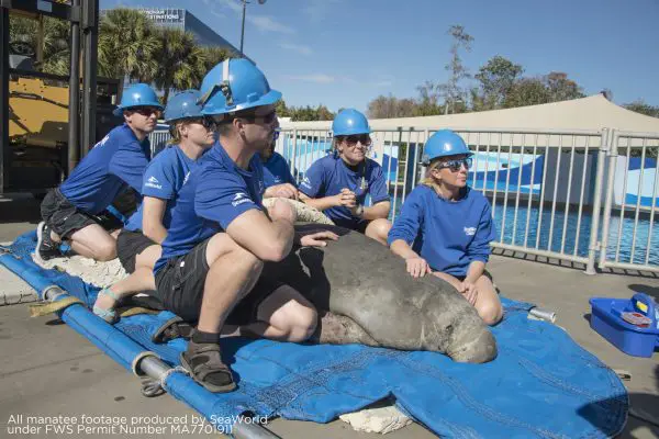 Sea World Providing Care to Rescued Cold Stressed Manatee