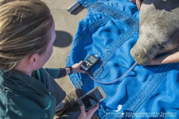 Sea World Providing Care to Rescued Cold-Stressed Manatee