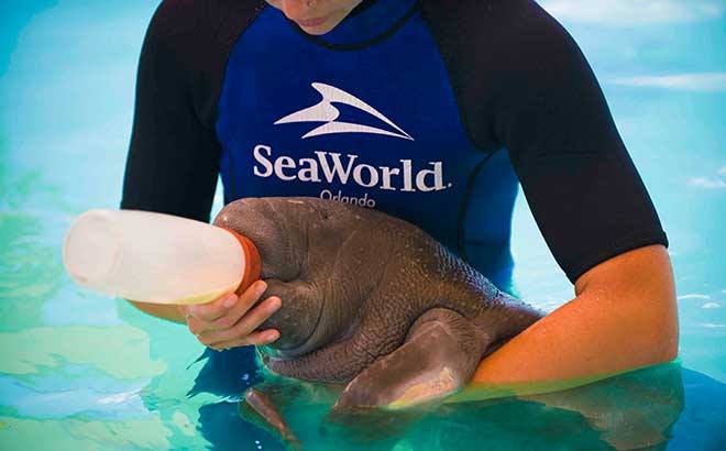 These Baby Manatees Slurping a Bottle at Sea World Gives All the Feels