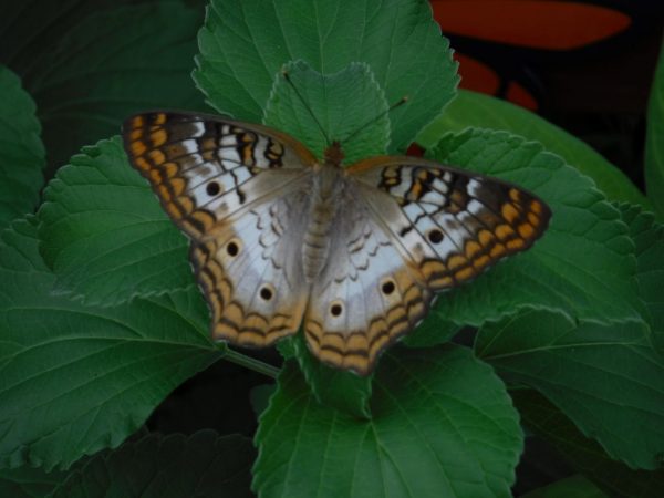 butterflyfg