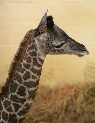 DISNEY BABY NEWS: Baby Giraffe Born Today at Disney's Animal Kingdom Theme Park