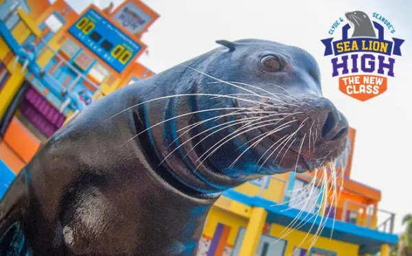 New Sea Lion High Show Headed to SeaWorld Orlando