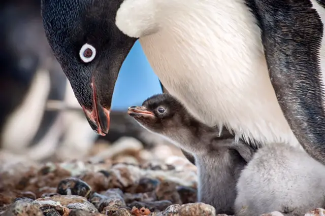 All New 60 Second Look At ‘Penguins’