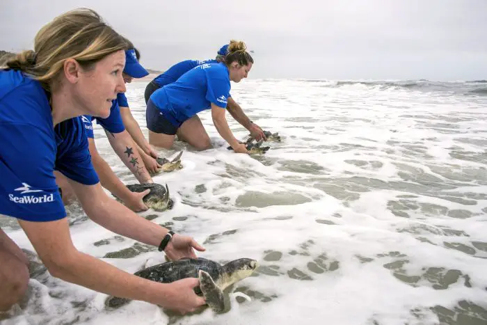 Endangered Sea Turtles Returned To The Ocean After Months Of Care