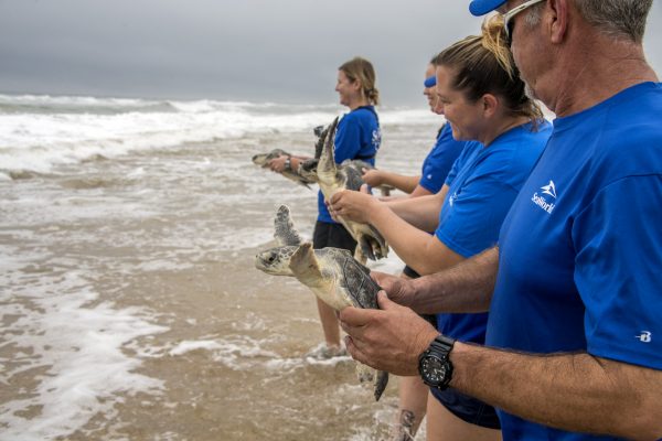 Endangered Sea Turtles Returned to the Ocean