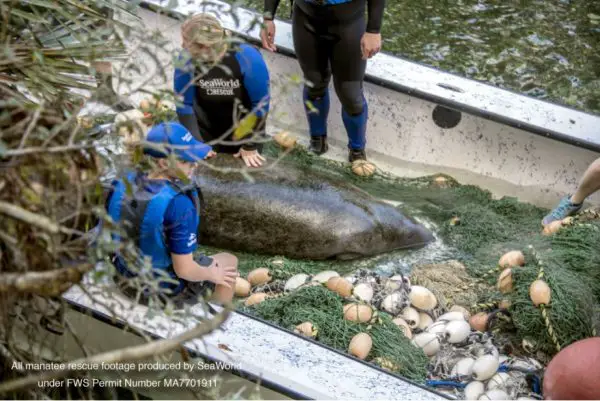SeaWorld Rescue Team Saves Juvenile Manatee