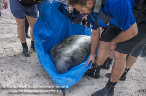 SeaWorld Rescue Team Saves Juvenile Manatee