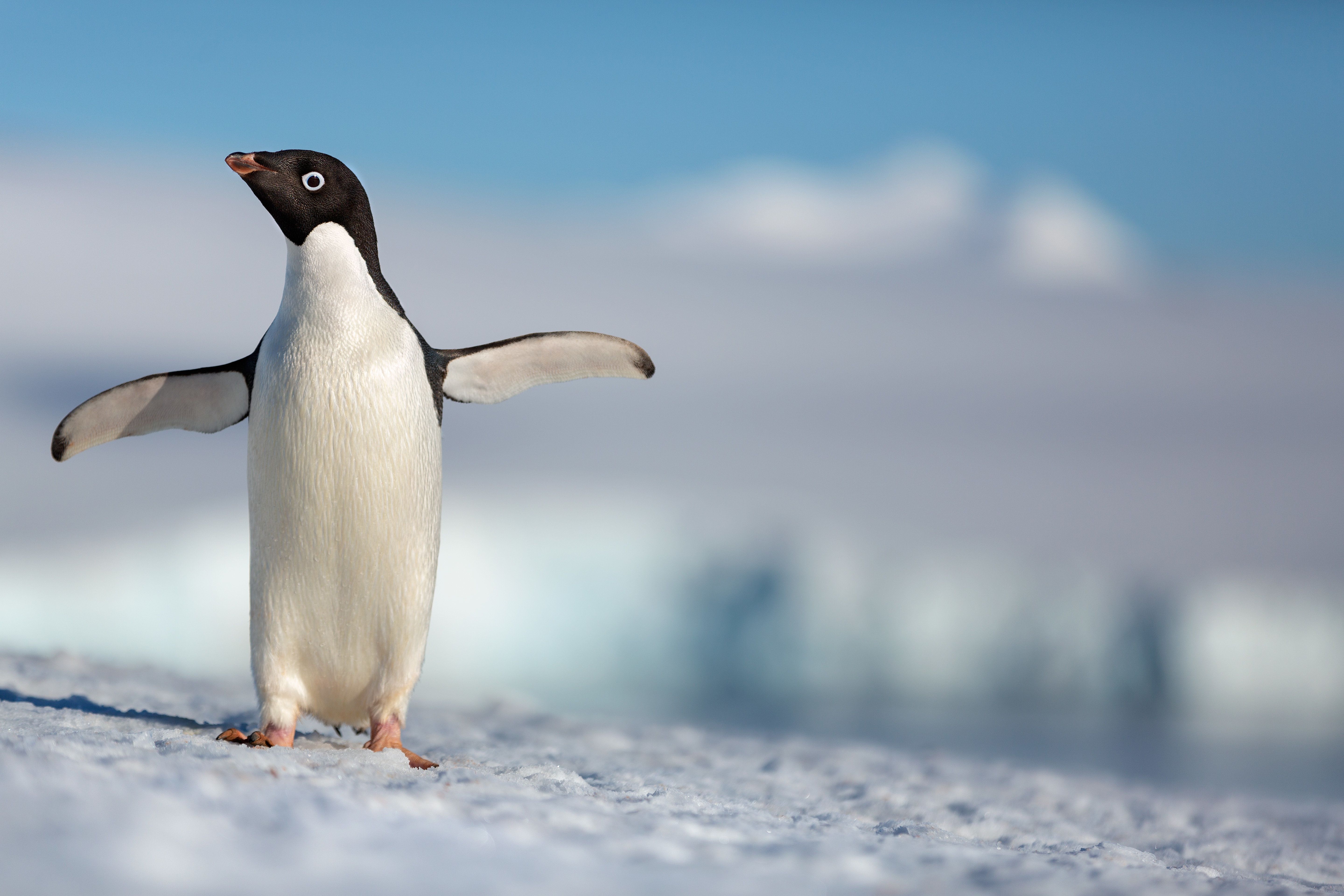 El Capitan Theater Presents a Showing of All-New Disneynature Film “Penguins”.