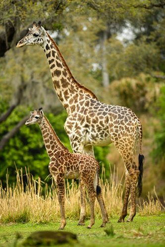 Jabari Giraffe