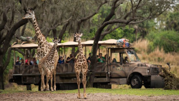 Jabari Joins The Giraffe Herd At Animal Kingdom