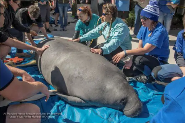 Seven Manatees Get A Second Chance At Life Following Months Of Rehabilitation And Care