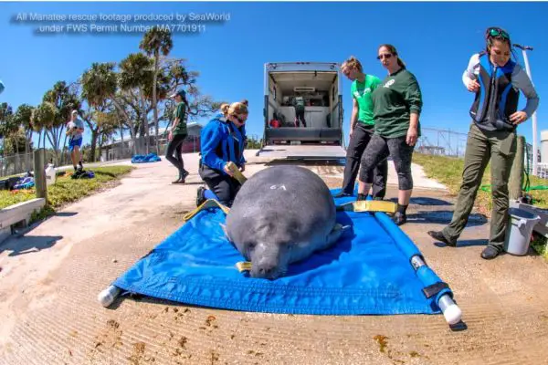 Seven Manatees Get A Second Chance At Life Following Months Of Rehabilitation And Care