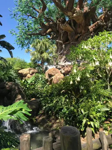 Tree of Life Garden Trail At Disney’s Animal Kingdom Has Reopened