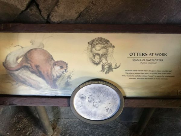 Photos: New Otters Grotto at Disney’s Animal Kingdom Park.