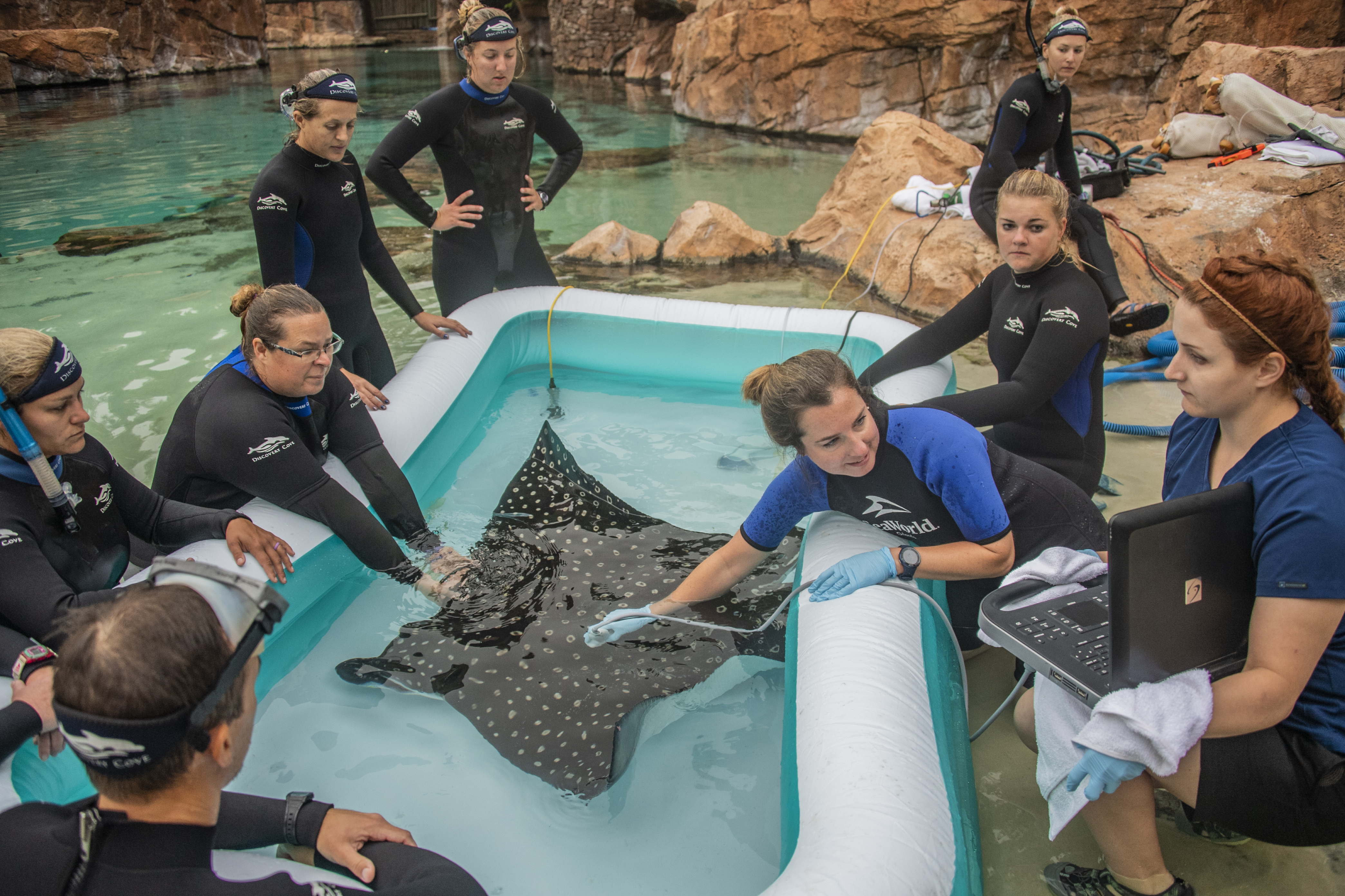 Discovery Cove Announces Birth of Spotted Eagles Ray Pups
