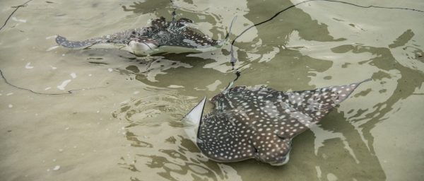 Discovery Cove Announces Birth of Spotted Eagles Ray Pups