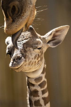 Happy Mother’s Day with a Look at the Masai Giraffe Mamas and Their Babies!