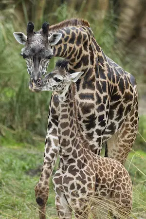 Happy Mother’s Day with a Look at the Masai Giraffe Mamas and Their Babies!