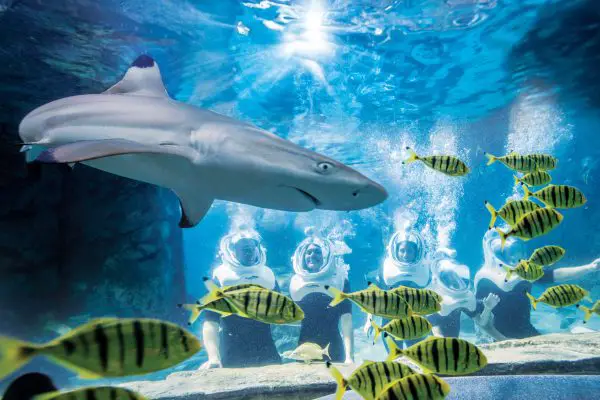 Discovery Cove in Orlando, Offers Florida Residents 30% Savings for a Limited Time!