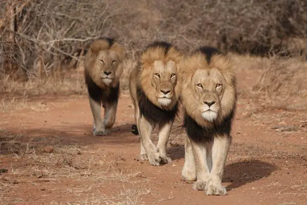 Celebrate "The Lion King" by Entering to Win an Epic Adventures by Disney South African Safari Vacation