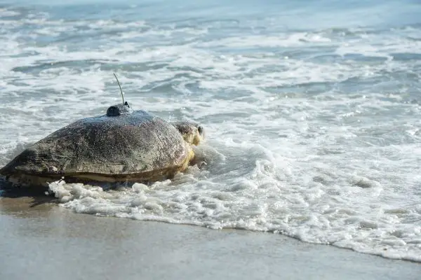12th Annual Tour De Turtles Underway from Disney’s Vero Beach Resort
