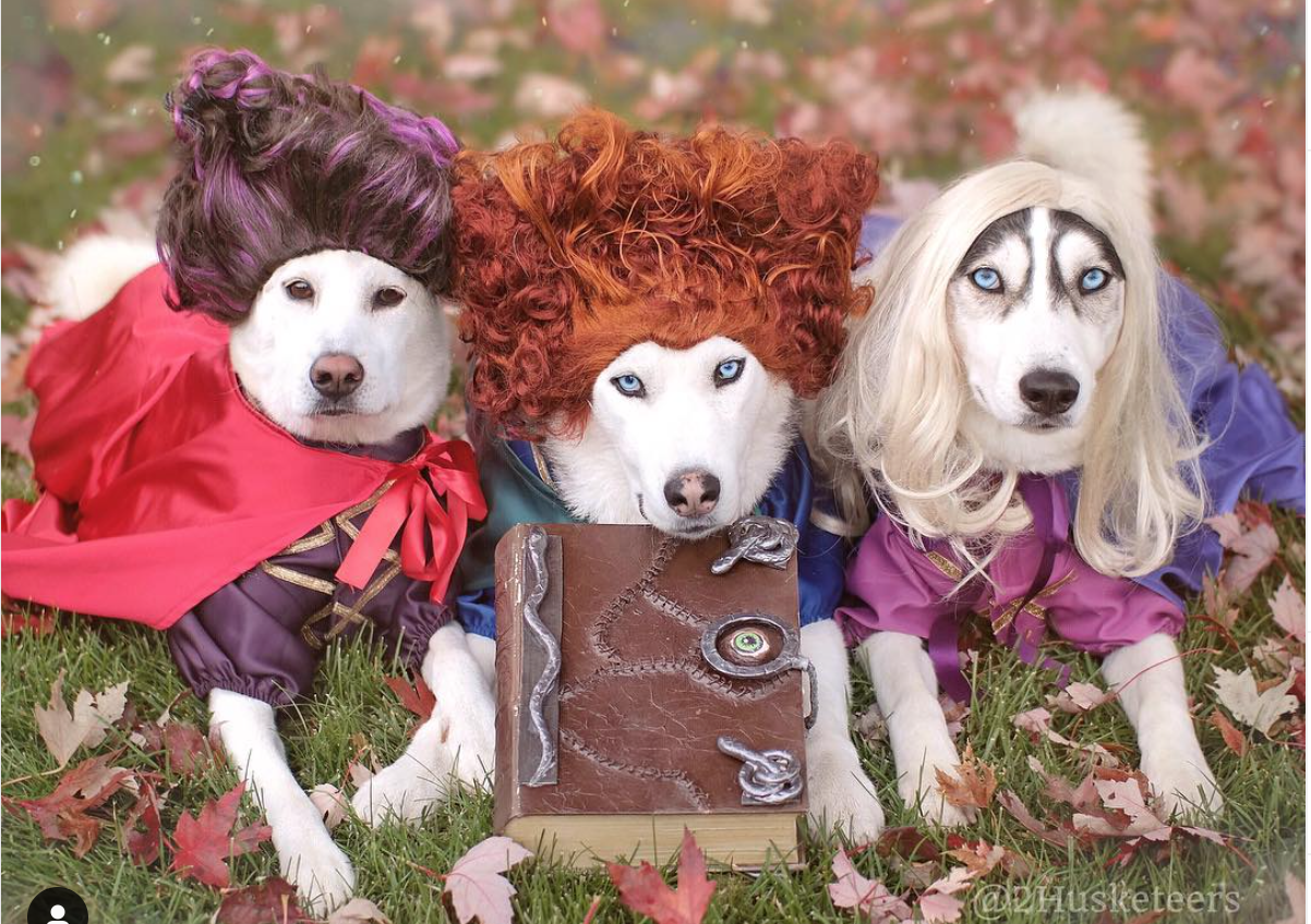 Adorable Dogs Dress Like Sanderson Sisters from “Hocus Pocus”