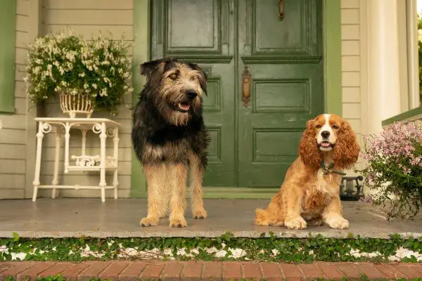 Spoiler-Free Review of the Live Action “Lady and the Tramp” on Disney+