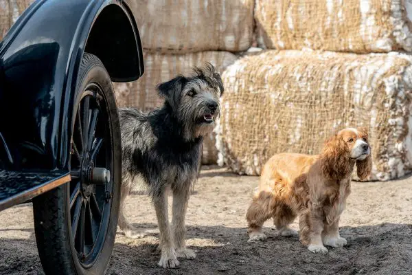 'Lady and The Tramp' Set Visit: What you Need to Know About Disney's Live-Action Remake