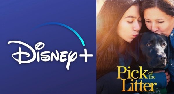 Docuseries 'Pick of the Litter' Coming to Disney+ December 20th