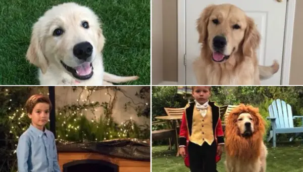 Cosmo the Dog from Fuller House dies from complications in surgery