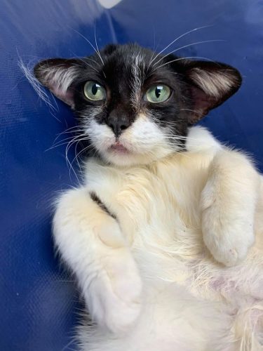 Baby Yoda Cat Melts Hearts and Looking for New Home