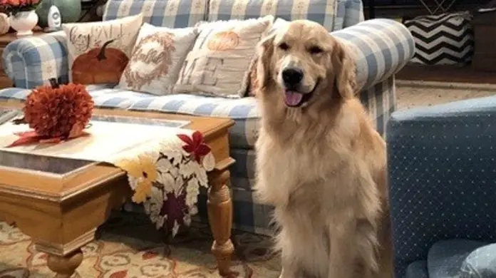 Cosmo the Dog from Fuller House dies from complications in surgery