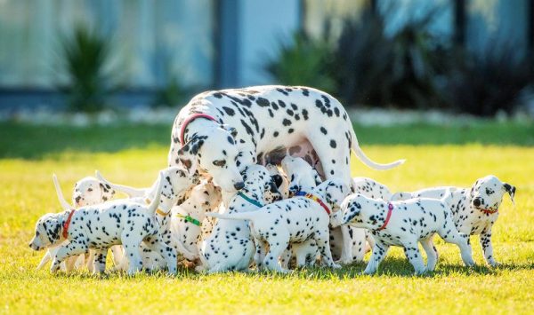 Meet the Real Life '101 Dalmatians' With a Record Breaking Litter of Puppies