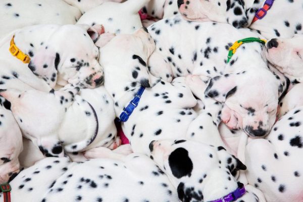 Meet the Real Life '101 Dalmatians' With a Record Breaking Litter of Puppies