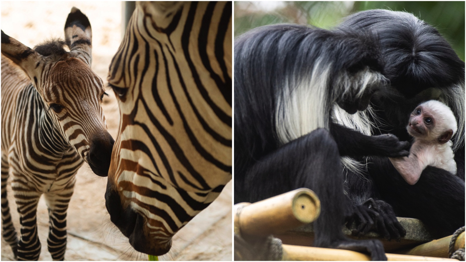 Disney’s Animal Kingdom Welcomes Two New Babies in the New Year