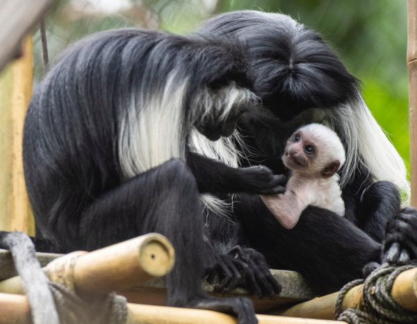 Disney's Animal Kingdom Welcomes Two New Babies in the New Year