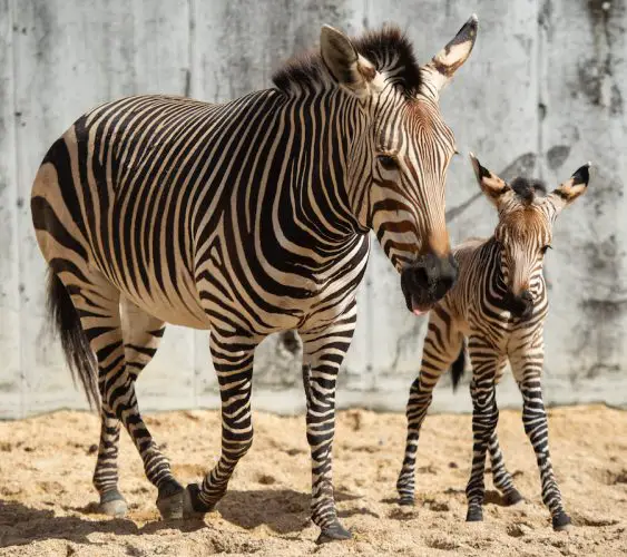 Disney's Animal Kingdom Welcomes Two New Babies in the New Year