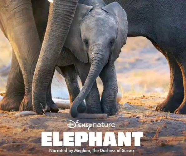 Meghan Markle to narrate Disneynature film Elephant