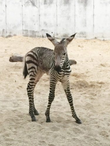 Disney’s Animal Kingdom Welcomes New Baby Zebra Foal