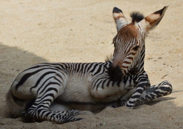 Disney’s Animal Kingdom Welcomes New Baby Zebra Foal