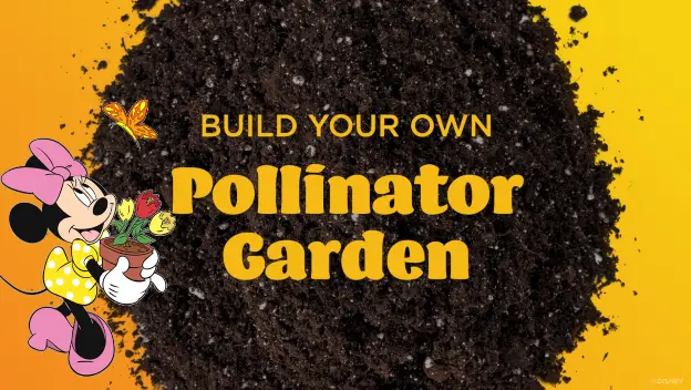 Learn How to Create a Pollinator Garden for Your Home