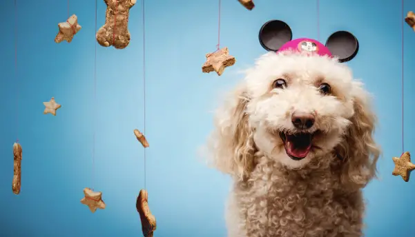 Make Delicious Dog Treats at Home with Recipes from Disney Chefs