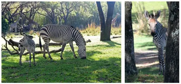Baby Zebra at Disney's Animal Kingdom has a Beautiful Name!