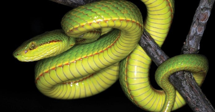 Scientists Name New Snake After Salazar Slytherin From Harry Potter